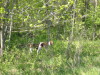 Thumbnail 2005-img_0526.jpg 