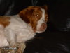 Thumbnail 2008-hpim5512.jpg 