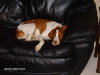 Thumbnail 2009-hpim5578.jpg 