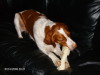 Thumbnail 2009-hpim5587.jpg 