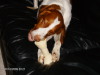 Thumbnail 2009-hpim5589.jpg 