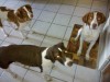 Thumbnail 2011-0724_095959.jpg 