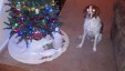 Thumbnail 2013-1225_081211_525.jpg 